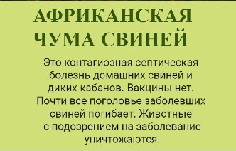 Африканская чума свиней.